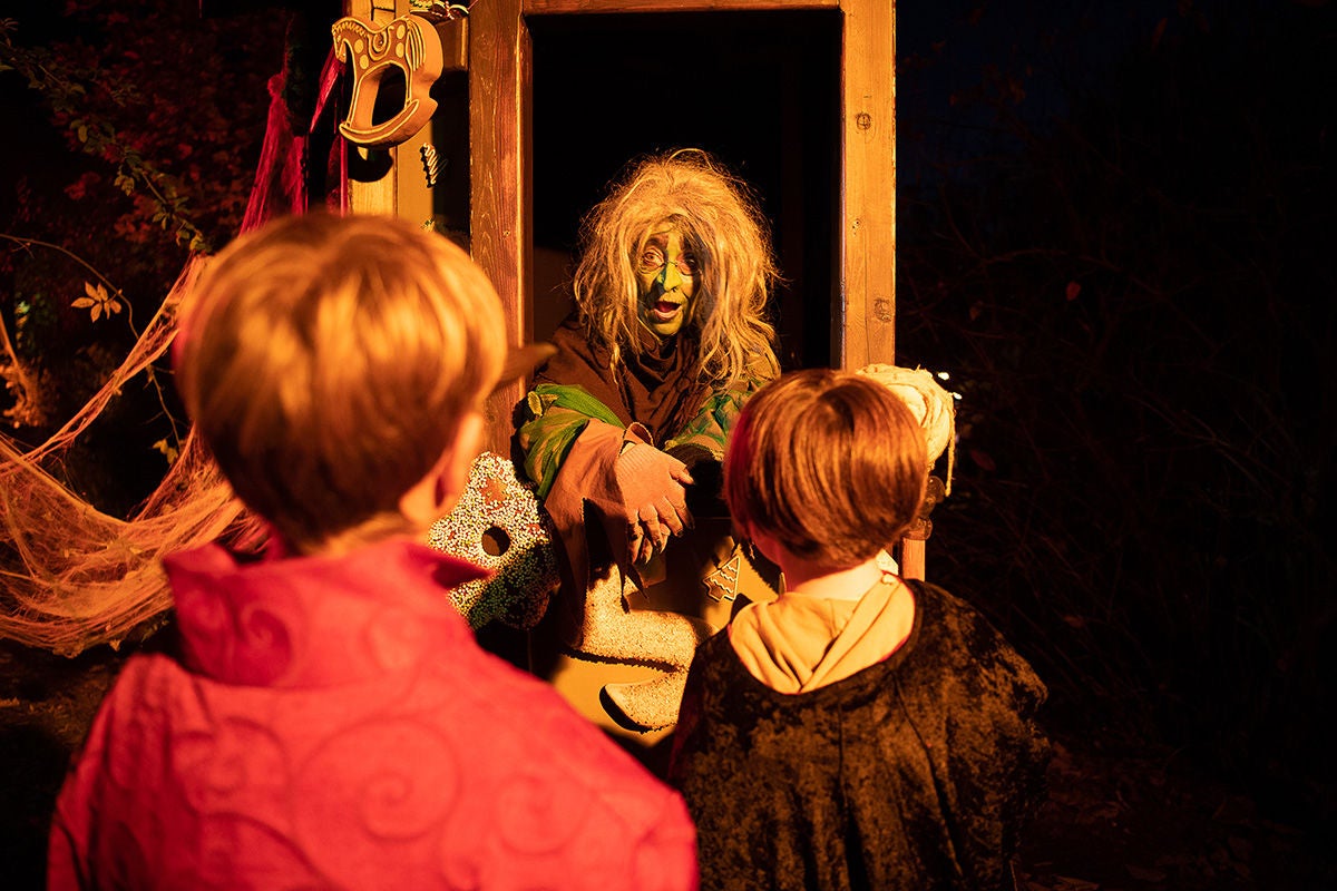 Düsterer Märchenwald