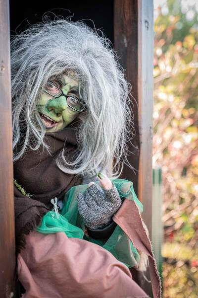 Dark fairy tale forest 